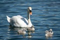 Mute swan cygnets swimming on a sunny day in spring Royalty Free Stock Photo