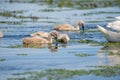 Mute Swan cygnets Royalty Free Stock Photo