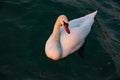 White swan with reflection on the water Royalty Free Stock Photo