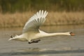 Mute swan / Cygnus olor Royalty Free Stock Photo