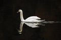 Mute Swan (Cygnus olor) Royalty Free Stock Photo