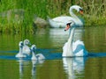 Mute swan (Cygnus olor) Royalty Free Stock Photo