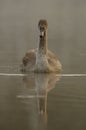 Mute Swan (Cygnus olor) Royalty Free Stock Photo