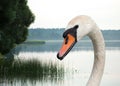 Mute swan (Cygnus olor)