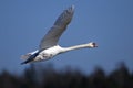 Mute swan, cygnus olor Royalty Free Stock Photo