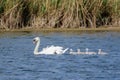 Mute Swan Cygnus olor adult and cute fluffy baby cygnets
