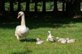 Mute swan (Cygnus olor) adult with cygnets, taken in the UK