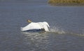 Mute Swan, cygnus olor, Adult in Flight, Taking off from Lake, Camargue in France Royalty Free Stock Photo