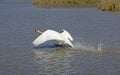 Mute Swan, cygnus olor, Adult in Flight, Taking off from Water, Camargue in the South of France Royalty Free Stock Photo