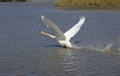 Mute Swan, cygnus olor, Adult in Flight, Taking off from Water, Camargue in the South of France Royalty Free Stock Photo