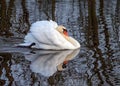 Mute Swan - Cygnus olor in aggressive posture. Royalty Free Stock Photo
