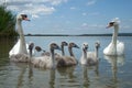 Mute swan (Cygnus olor) bird family with cute baby cygnets swimming together in lake Balaton, color photo No. 2. Royalty Free Stock Photo