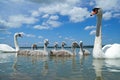 Mute swan (Cygnus olor) bird family with cygnets swimming together in lake Balaton, color photo. Royalty Free Stock Photo