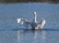 Mute swan, Cygnus olor. A bird rose above the water and flapped its wings Royalty Free Stock Photo