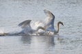 Mute swan, Cygnus olor. Birds fighting each other Royalty Free Stock Photo