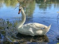 Mute Swan Cygnus olor close up