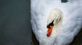 Mute swan Cygnus olor. Royalty Free Stock Photo