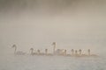 Mute swan, Cygnus olor. In the early morning, a family of swans floats on the river in the fog Royalty Free Stock Photo