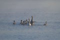 Mute swan, Cygnus olor. In the early morning, a family of swans floats on the river in the fog Royalty Free Stock Photo