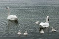 A mute swan (cygnus olor) family with two adults and five chicklets swimming together on calm dark water Royalty Free Stock Photo