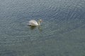 The mute swan feeding on Lake Galve