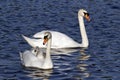 Mute swan, Cygnus olor