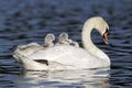 Mute swan, Cygnus olor