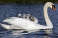 Mute swan, Cygnus olor Royalty Free Stock Photo