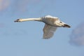 Mute Swan (Cygnus olor) In Flight