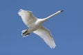 Mute Swan (Cygnus olor) In Flight Royalty Free Stock Photo