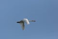 Mute swan cygnus olor during flight blue sky