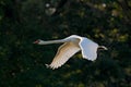 Mute swan, Cygnus olor,, flight in the river forest.  White animal above the water, wildlife from Europe, Czech republic Royalty Free Stock Photo