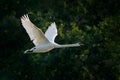 Mute swan, Cygnus olor,, flight in the river forest.  White animal above the water, wildlife from Europe, Czech republic Royalty Free Stock Photo