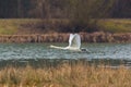 Mute swan cygnus olor in flight, water, reed belt Royalty Free Stock Photo