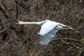 Mute swan, Cygnus olor flying over a lake in the English Garden in Munich, Germany Royalty Free Stock Photo