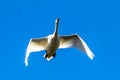 Mute swan, Cygnus olor flying over a lake in the English Garden in Munich, Germany Royalty Free Stock Photo