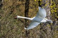 Mute swan, Cygnus olor flying over a lake in the English Garden in Munich, Germany Royalty Free Stock Photo