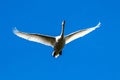 Mute swan, Cygnus olor flying over a lake in the English Garden in Munich, Germany Royalty Free Stock Photo