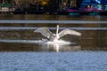 Mute swan, Cygnus olor flying over a lake in the English Garden in Munich, Germany Royalty Free Stock Photo
