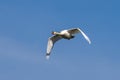 Mute swan, Cygnus olor flying over a lake in the English Garden in Munich, Germany Royalty Free Stock Photo