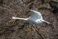 Mute swan, Cygnus olor flying over a lake in the English Garden in Munich, Germany Royalty Free Stock Photo