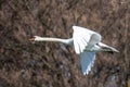 Mute swan, Cygnus olor flying over a lake in the English Garden in Munich, Germany Royalty Free Stock Photo