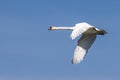 Mute swan, Cygnus olor flying over a lake in the English Garden in Munich, Germany Royalty Free Stock Photo