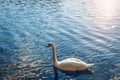 Mute swan (Cygnus olor) gliding across a river at sunset. Amazing sunset scene, beautiful majestic swan Royalty Free Stock Photo