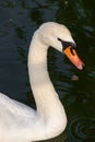 mute swan, Cygnus olor, head portrait Royalty Free Stock Photo