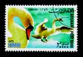 Mute Swan (Cygnus olor), International Stamp Exhibition WIPA '00