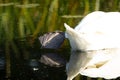 Mute swan (Cygnus olor) isolated foot of a mute swan lazing