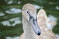 Mute Swan (Cygnus Olor) Juvenile closeup Royalty Free Stock Photo