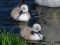 Mute SwanÃÂ - Cygnus olor