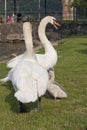 Mute Swan - Cygnus Olor